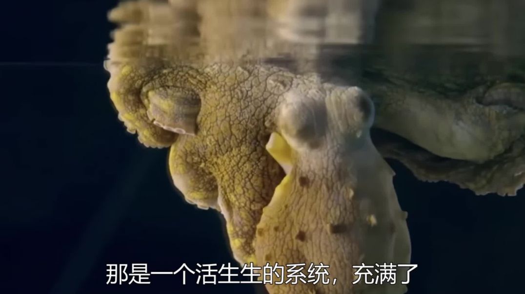 ⁣当猎物学会了让捕食者后悔：自然界最极端的防御系统-章鱼